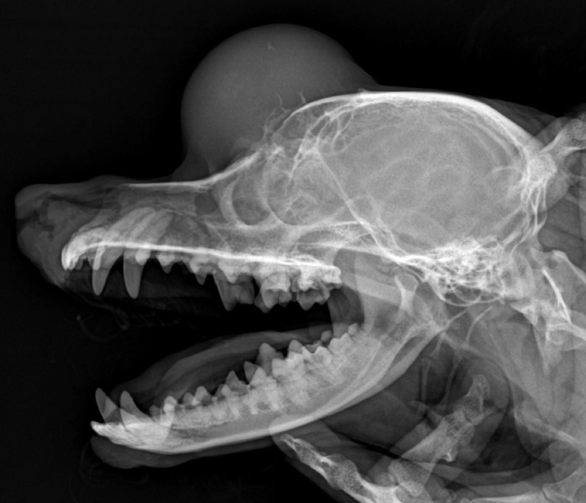 ct image
